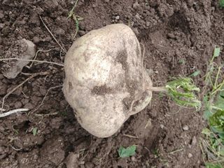 유석범님의 감자 · 영농일지 작성글 사진