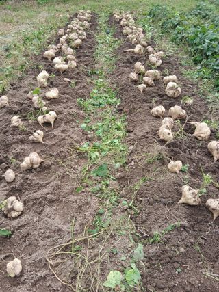 유석범님의 감자 · 영농일지 작성글 사진