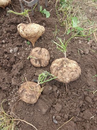 유석범님의 감자 · 영농일지 작성글 사진