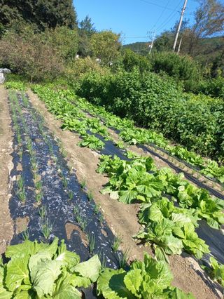 시아님의 자유주제 · 자유게시판 작성글 사진