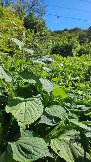 시아님의 자유주제 · 자유게시판 작성글 사진