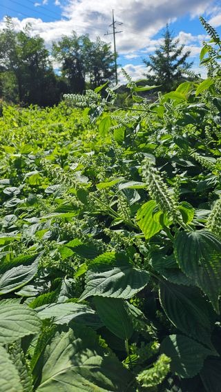 시아님의 자유주제 · 자유게시판 작성글 사진