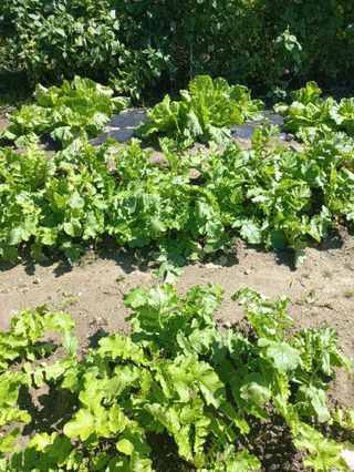 시아님의 자유주제 · 자유게시판 작성글 사진