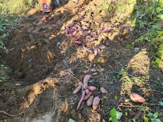 강촌지기님의 자유주제 · 자유게시판 작성글 사진