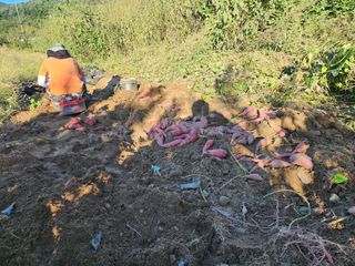 강촌지기님의 자유주제 · 자유게시판 작성글 사진