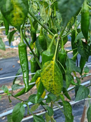 최고야요님의 기타작물 · 병해충상담 작성글 사진