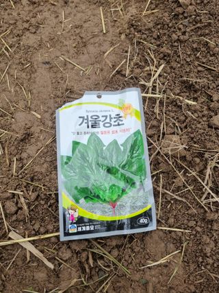 영자님의 시금치 · 영농일지 작성글 사진