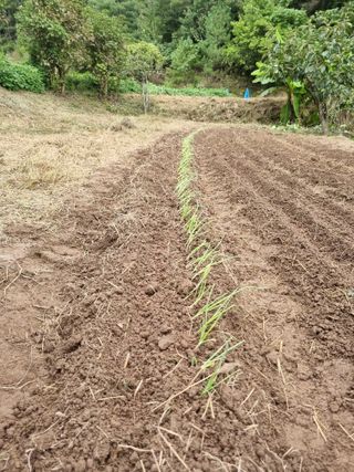 영자님의 시금치 · 영농일지 작성글 사진