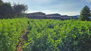 나도농부님의 들깨 · 영농일지 작성글 사진