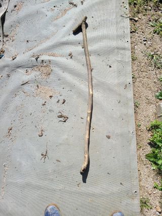 땅땅님의 고추 · 일상 작성글 사진