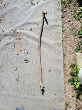 땅땅님의 고추 · 일상 작성글 사진