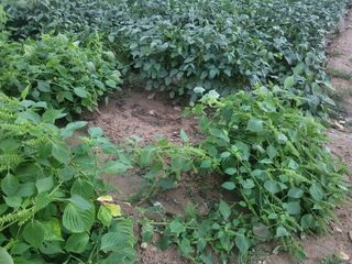 서명석님의 들깨 · 영농일지 작성글 사진