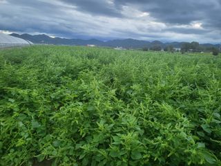 서명석님의 들깨 · 영농일지 작성글 사진
