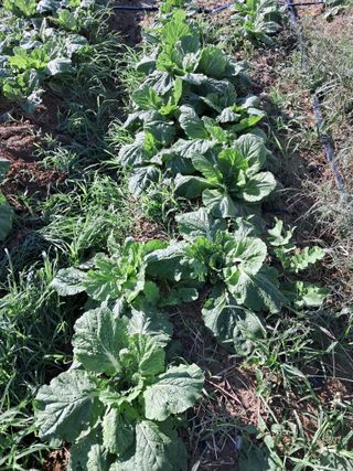 천년의사랑님의 더운 가을, 농사 괜찮으신가요? · 참여글 작성글 사진