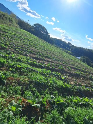 천년의사랑님의 더운 가을, 농사 괜찮으신가요? · 참여글 작성글 사진