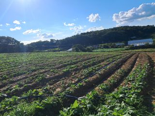 천년의사랑님의 더운 가을, 농사 괜찮으신가요? · 참여글 작성글 사진