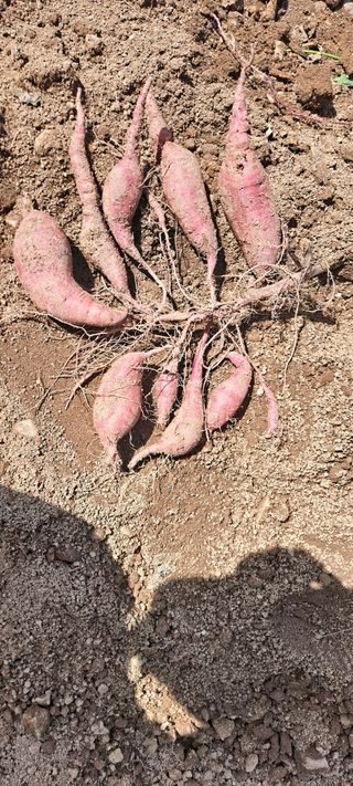 장준재님의 더운 가을, 농사 괜찮으신가요? · 참여글 작성글 사진