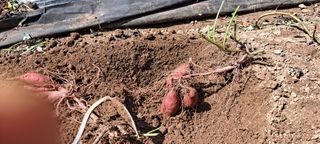 장준재님의 더운 가을, 농사 괜찮으신가요? · 참여글 작성글 사진