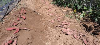 장준재님의 더운 가을, 농사 괜찮으신가요? · 참여글 작성글 사진