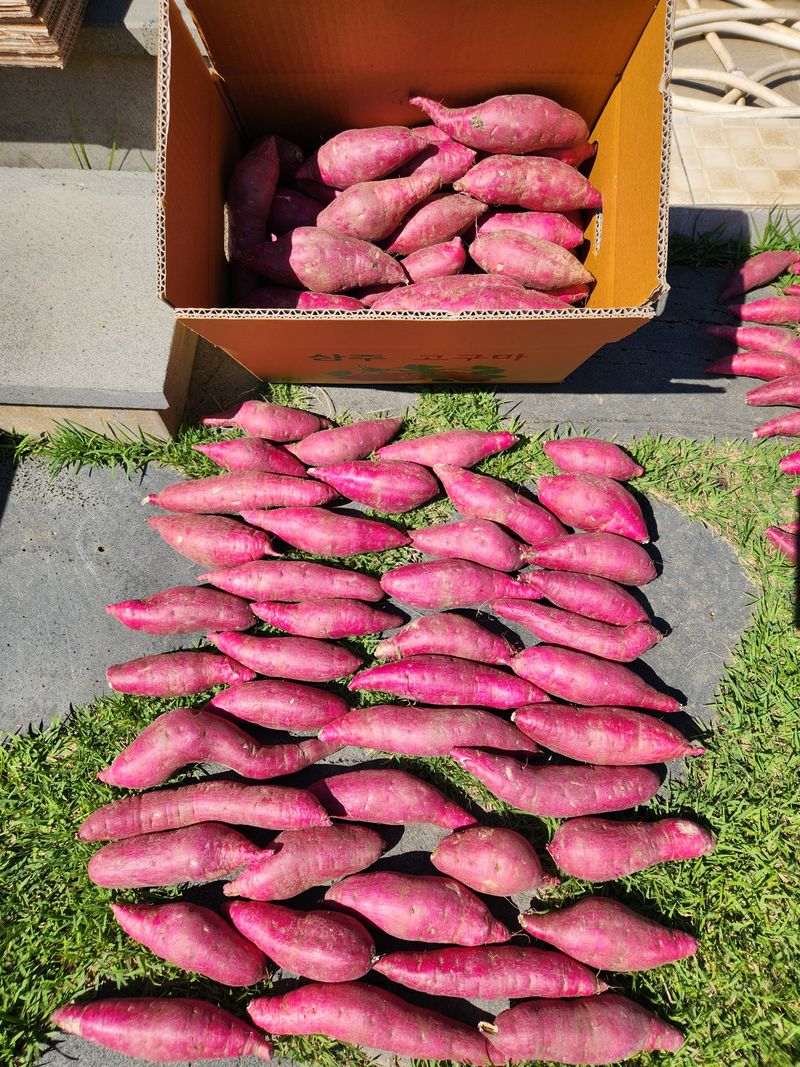 금제섭님의 장터 판매 상품 [상주 황토 꿀고구마 10kg] 첨부 사진