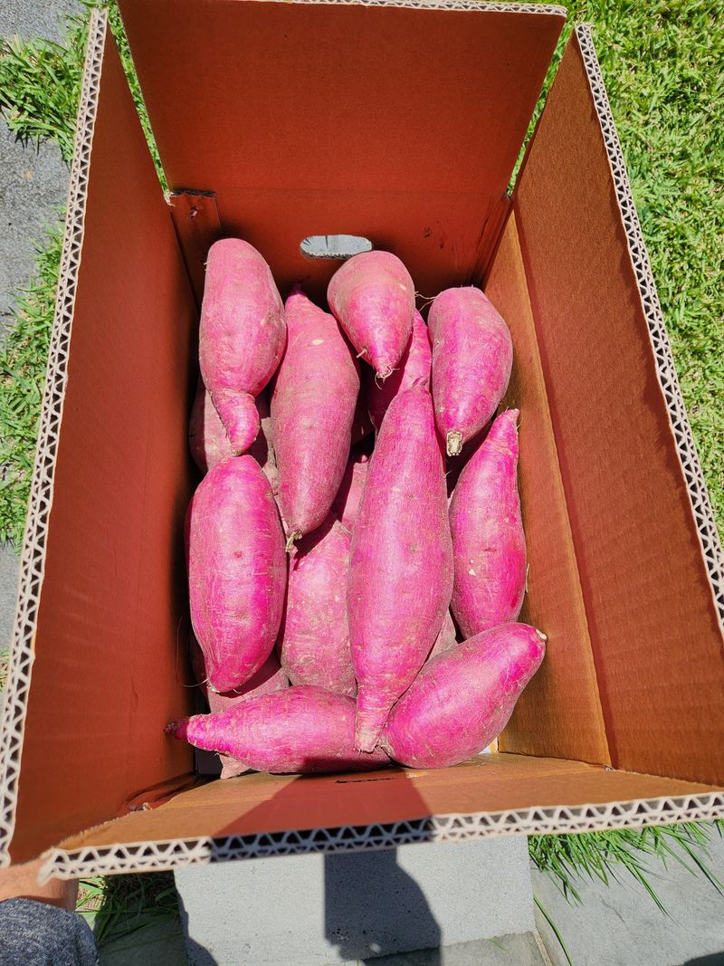 금제섭님의 장터 판매 상품 [상주 황토 꿀고구마 10kg] 첨부 사진