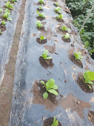 토마토17268님의 더운 가을, 농사 괜찮으신가요? · 참여글 작성글 사진