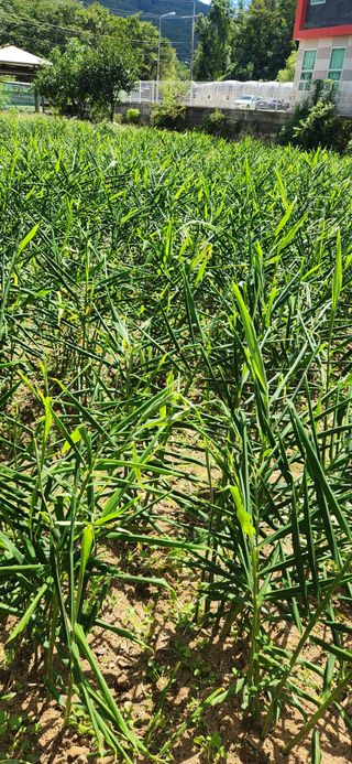 최군환님의 더운 가을, 농사 괜찮으신가요? · 참여글 작성글 사진