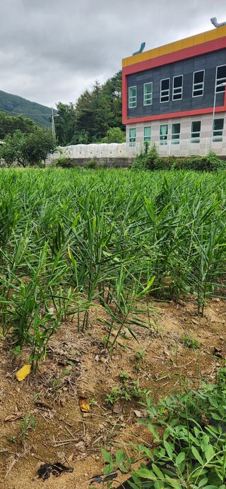 최군환님의 더운 가을, 농사 괜찮으신가요? · 참여글 작성글 사진