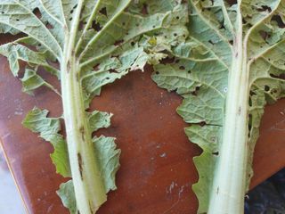 장유경님의 농사, 무엇이든 물어보세요! · 참여글 작성글 사진