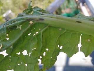 장유경님의 농사, 무엇이든 물어보세요! · 참여글 작성글 사진
