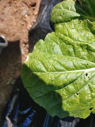 장유경님의 농사, 무엇이든 물어보세요! · 참여글 작성글 사진