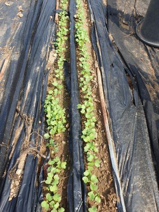 다 자급자족님의 기타작물 · 영농일지 작성글 사진