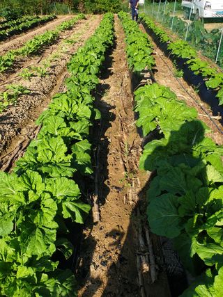 샤이니바다님의 배추 · 영농일지 작성글 사진