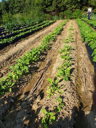 샤이니바다님의 배추 · 영농일지 작성글 사진