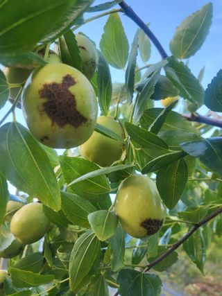 장용익님의 기타작물 · 병해충상담 작성글 사진