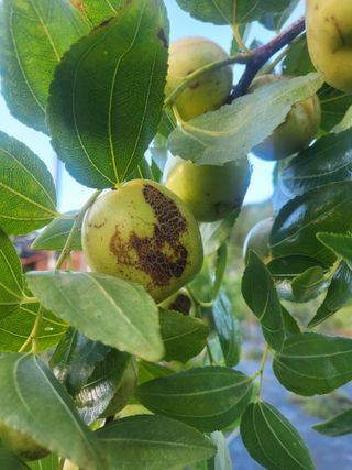 장용익님의 기타작물 · 병해충상담 작성글 사진