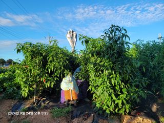 이동훈님의 고추 · 영농일지 작성글 사진