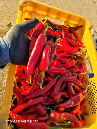 이동훈님의 고추 · 영농일지 작성글 사진