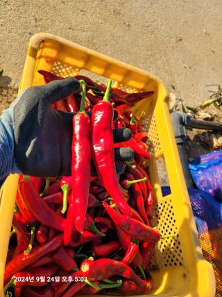 이동훈님의 고추 · 영농일지 작성글 사진