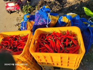 이동훈님의 고추 · 영농일지 작성글 사진