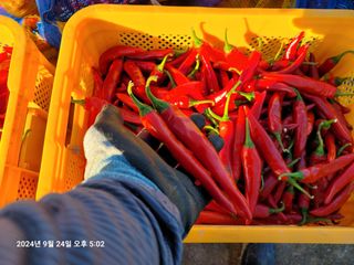 이동훈님의 고추 · 영농일지 작성글 사진