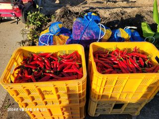 이동훈님의 고추 · 영농일지 작성글 사진