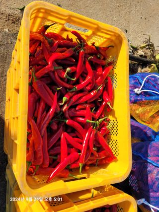 이동훈님의 고추 · 영농일지 작성글 사진