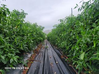 이동훈님의 고추 · 영농일지 작성글 사진