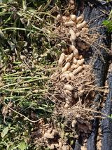 팜모닝 감자·영농일지 게시글 이미지