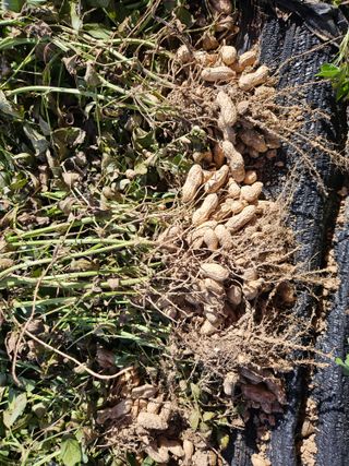 서화복님의 감자 · 영농일지 작성글 사진