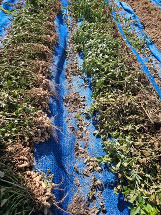 서화복님의 감자 · 영농일지 작성글 사진