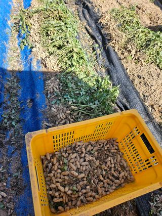 서화복님의 감자 · 영농일지 작성글 사진