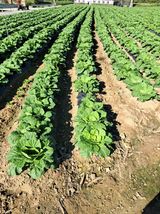 팜모닝 자유주제·자유게시판 게시글 이미지