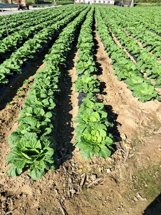 사구실첫집님의 자유주제 · 자유게시판 작성글 사진